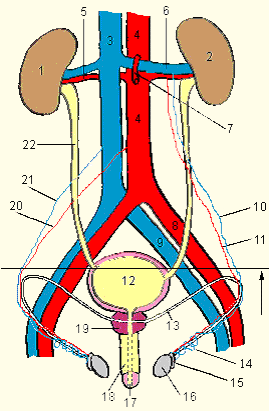 Строение мочеполовой системы у мужчин схема фото и описание